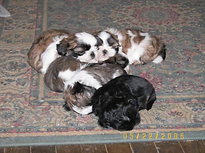 puppies picture 15